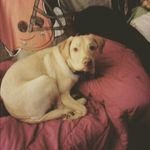 Belle - @ruth.quigley2018 - Instagram