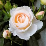 Ruth Rausch-Dupont - @ruraudu_72 - Instagram