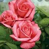 Sarah Ali - @ruthseecharan105 - TikTok