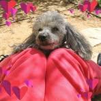 Ruth Sharvit Sternbach - Facebook