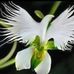Ruth Strang - Facebook