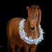Ruth Strecker - Facebook