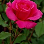 Ruth Suttle - Facebook