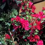 Ruth Swift - Facebook