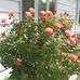 Ruth Tanner - Facebook