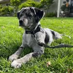 Ruth Templeton - @finley_the_aussiedor - Instagram