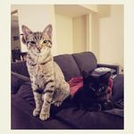 Ruth Terrell - @thebotsfosters - Instagram