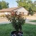 Ruth Tripp - Facebook