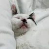 ruth_tseng - @2144917075 - TikTok