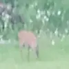 zombiefan101 - @ruth.vanderpool - TikTok