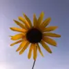 ruthvandyke63 - @ruthvandyke63 - TikTok