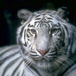 Ruth Vogt - @tigergrl63 - Instagram