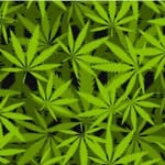 Weedy - @ruthless_weedy - Instagram
