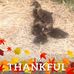 Ruth Westover - Facebook