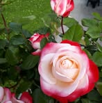 Ruth Widmer - Facebook