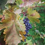 RuthLoveWine - @ruth_love_wine - Instagram