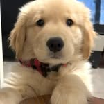 Winnie-The-Poo(ch) Ruth - @winstonruthalmighty - Instagram