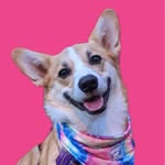 Ruthie the Corgi - @ruthie_smalls - Instagram