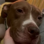 Ruthie, The Notorious P.I.T. - @ruthie.smalls - Instagram