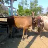 mnu - @rutilioalbertopac - TikTok