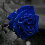 Ryan AL Ward - @ryan.alward.940 - Instagram