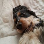 ryan amey - @ryanpiperpied1234567 - Instagram