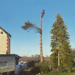 Ryan - @ryan_arborist - Instagram