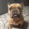 ryanaugenstein786 - @ryanaugenstein786 - TikTok