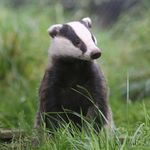 Ryan Badger - @badger_217tv - Instagram