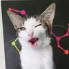 RyanBasilBlack - @flannelthecat - TikTok