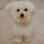 Ryan Bautista - @ryanthemaltipoo - Instagram