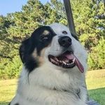 Ryan John Bilodeau - @cheekiryan_v2 - Instagram