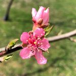 Ryan T Bonner - @peachblossomwoodcraft - Instagram