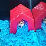 Ryan Bratton - @hammy_hamster5990 - Instagram
