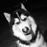 Ryan Brian - @mist_the_malamute - Instagram