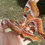 Ryan Briones - @brionesyanyan - Instagram