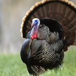 ryan brody - @turkeyfriedgaming - Instagram