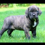 Ryan Brumfield - @adventure_of_hobbes - Instagram