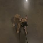 Ryan Buffa - @jeff_theatlfrenchie - Instagram
