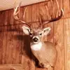 Ryan Burlison495 - @ryanburlison2 - TikTok