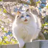Daily Sharing - @ryan.buys5 - TikTok