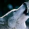 Ashes2ashes - @ryancastleberry5 - TikTok