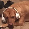ryancatron368 - @ryancatron368 - TikTok