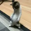 Ryan Catty - @ryan.catty7 - TikTok