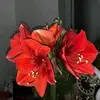 Ryan Chavarria - @ryanchavarria_3642 - TikTok