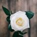 Ryan Chen - Facebook