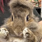 Ryan Chestnut 🌰🐰🦁 - @ryan.the.lionhead - Instagram
