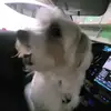 ryan - @ryanchi26 - TikTok