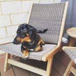Ryan Clapp - @napoleon_and_dexter - Instagram