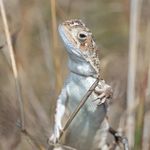 Ryan Colley - @ryancolleywildlife - Instagram